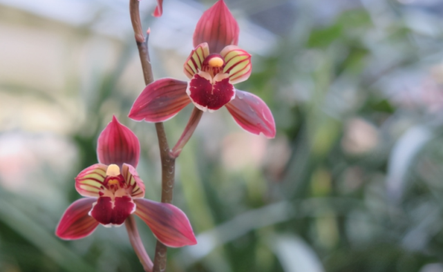 墨兰红神荷一款品相独特的兰花盆栽花大色艳拍照十分美