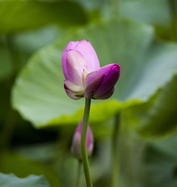 济南大明湖发现的"并蒂莲"今天开花