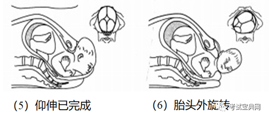 正常分娩枕先露的分娩机制