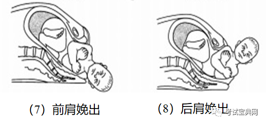 正常分娩枕先露的分娩机制