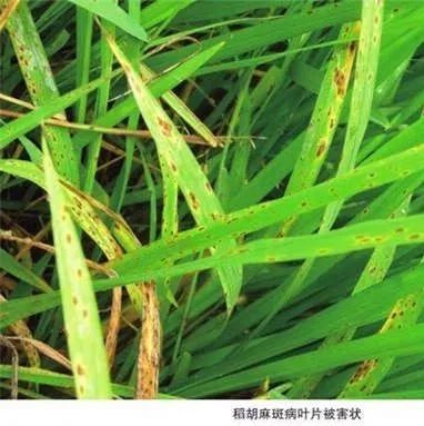 《荆门乡村之声》7.13节目预告—水稻病虫害防治需注意