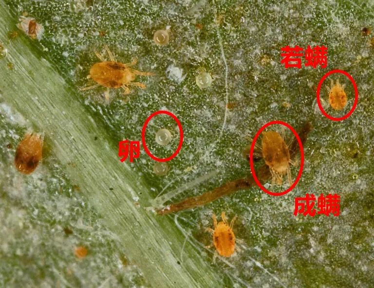 单一用药无法杀灭各个生长阶段的红蜘蛛*孤性生殖只能孵化出雄螨,雌