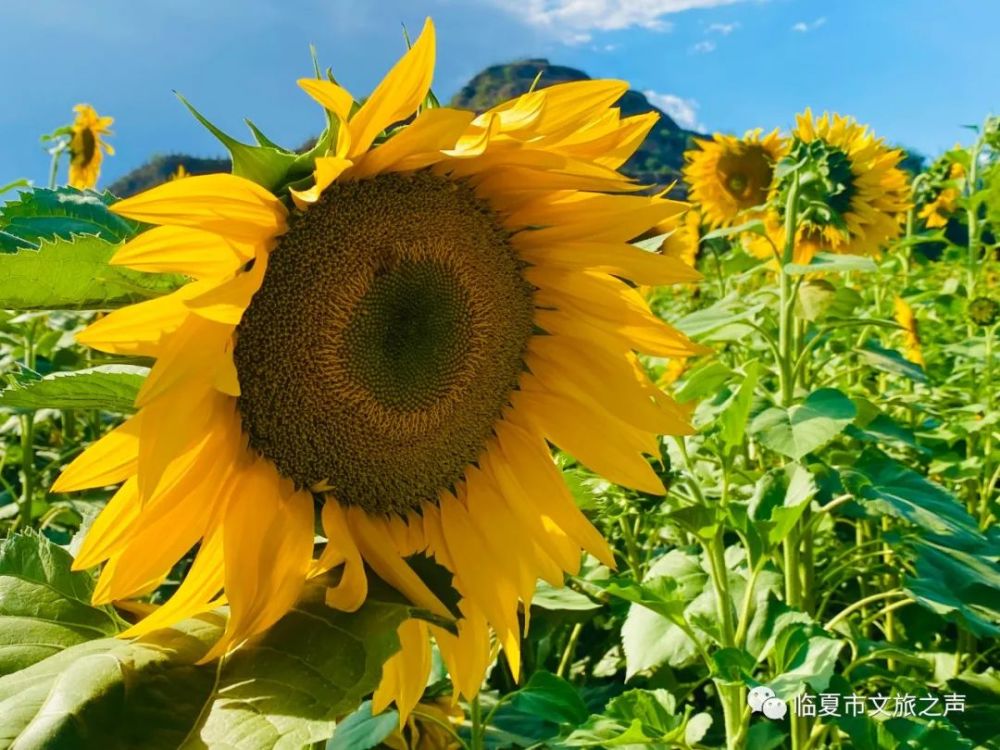 夏日专属向日葵花海已就位,你还不来吗?