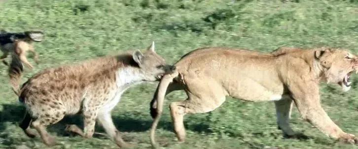 猛兽排名_猛兽手机壁纸(2)