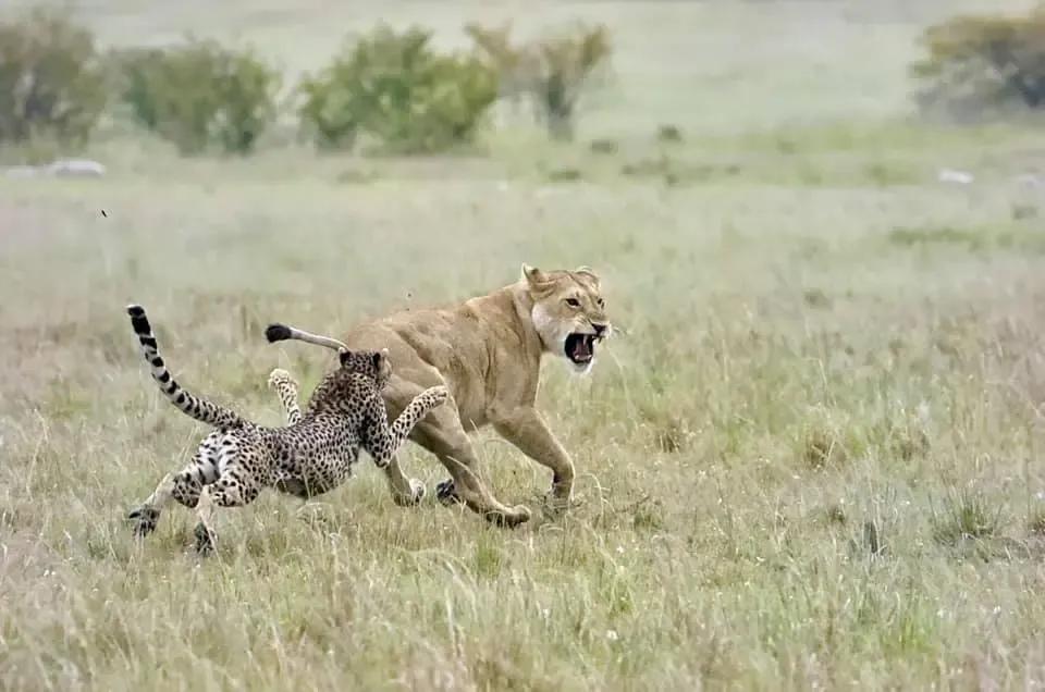 猛兽排名_猛兽手机壁纸(2)