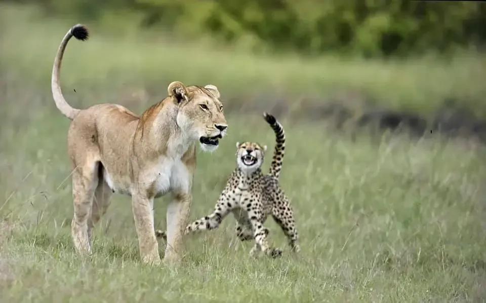 猛兽排名_猛兽手机壁纸(2)