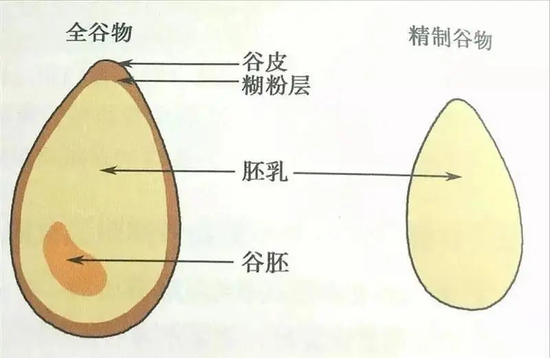 常见的全谷物有:糙米,燕麦(包括全麦粉,燕麦片),小麦,小米,大黄米