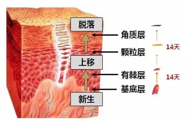 皮肤新陈代谢的这些问题是警告!