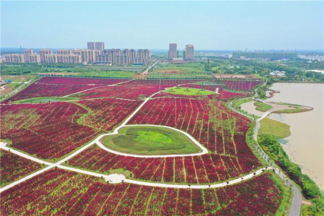 肥西官亭:林海景区紫薇花开正艳