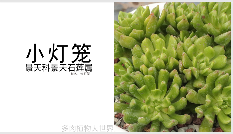 "小灯笼"景天科景天石莲属多肉植物,小型易群生,杂交品种