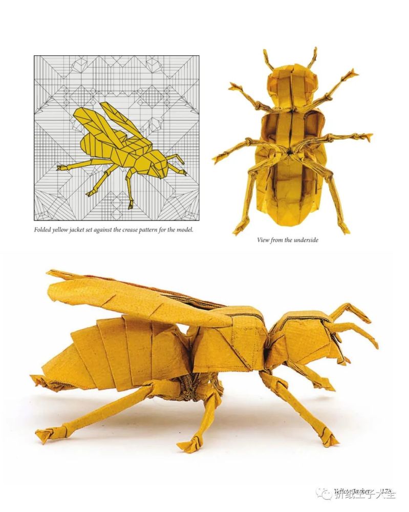 折纸图解罗伯特朗黄蜂