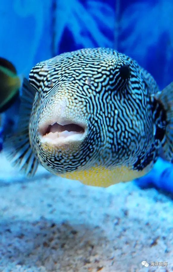 辐纹叉鼻鲀,也叫地图鲀,花狗头,是狗头鱼的一种.