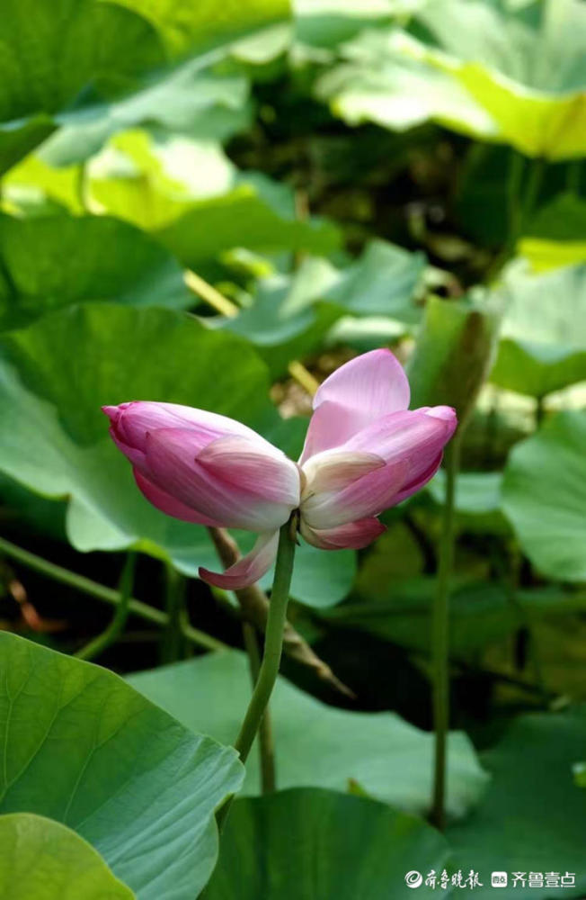 围观!大明湖并蒂莲开花啦