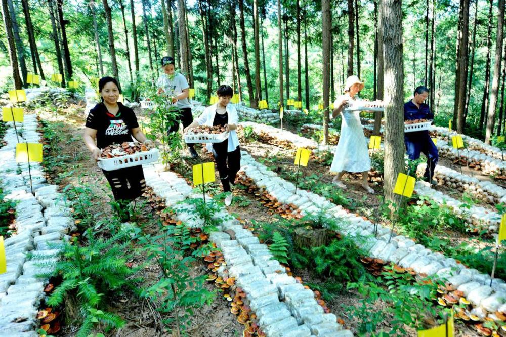 江西广昌:林下经济助力乡村振兴