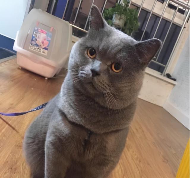 英短蓝猫有这7个优点难怪养的人那么多