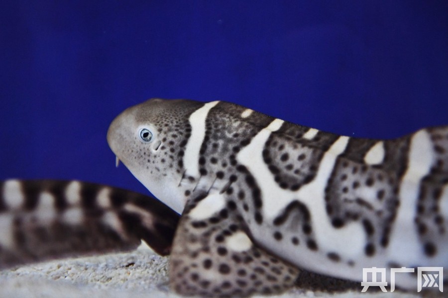 广东三尾新生豹纹鲨宝宝正式亮相 多图围观它们的"养膘"生活