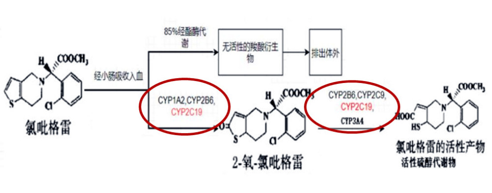 早先顾虑氯吡格雷和这3种他汀合用,是因为这3种他汀都要经过3a4酶代谢