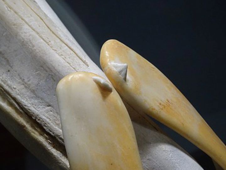 小小的短牙,这两颗"牙中牙"与其他中喙鲸属动物的牙齿作用或许更相似