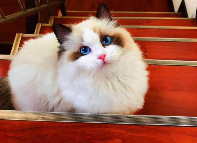 猫咪排名_可爱猫咪头像