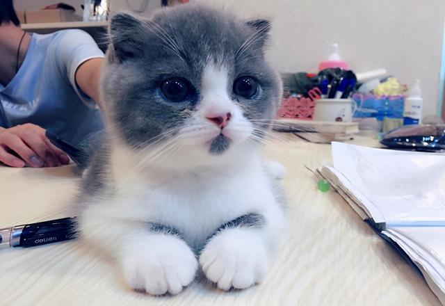 猫咪排名_可爱猫咪头像