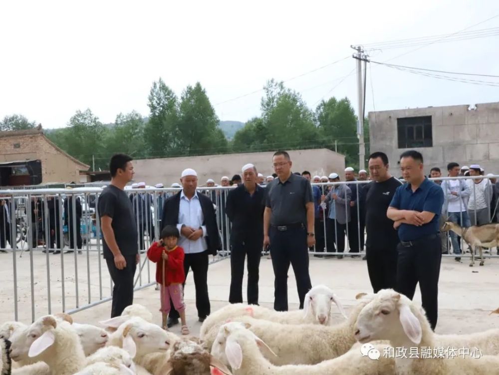 和政县梁家寺乡:牛羊交易市场建成开市 牛羊交易火爆