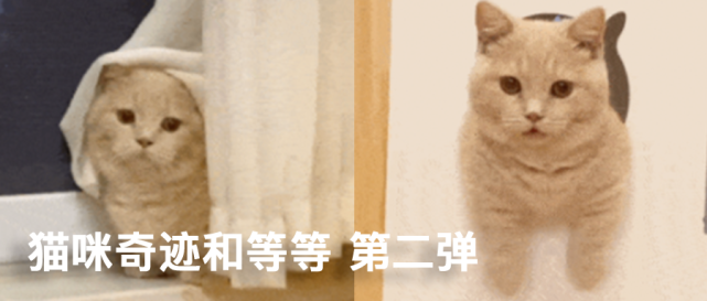 猫咪英雄联盟表情包