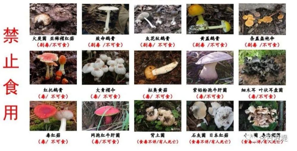 常见毒蘑菇辨识篇