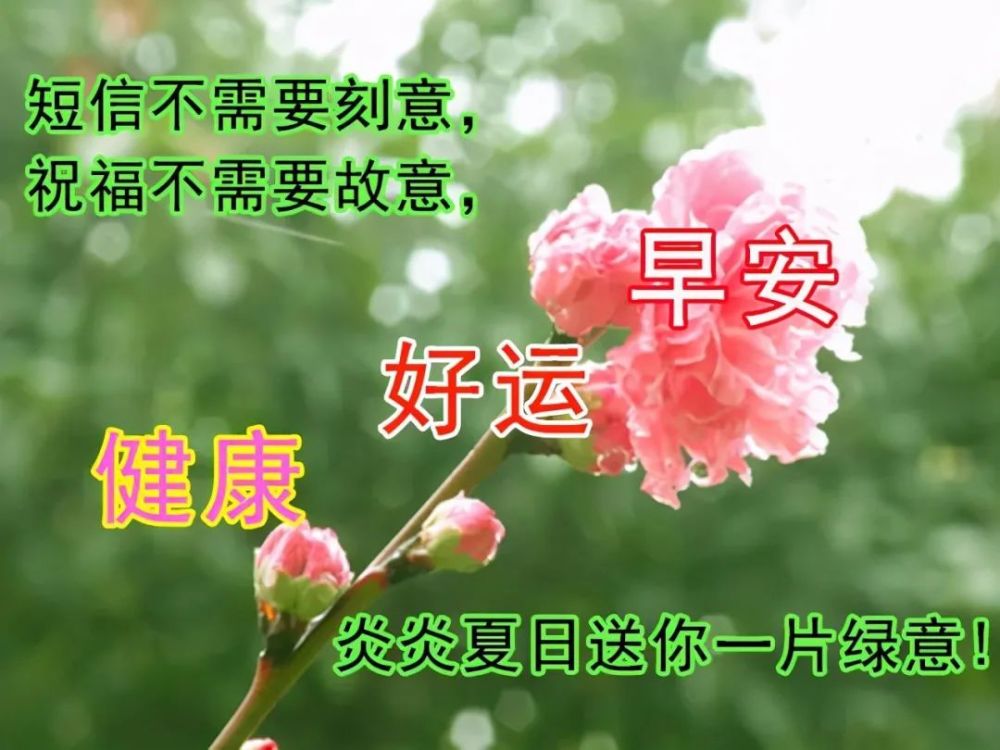 最新版早安祝福语鲜花图片唯美带字,最新早安祝福短信