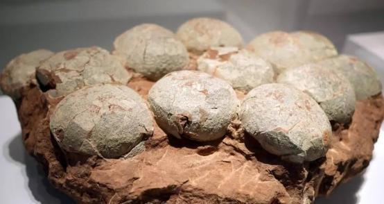时隔20年茂名再次发现多枚恐龙蛋化石为何恐龙不是胎生的