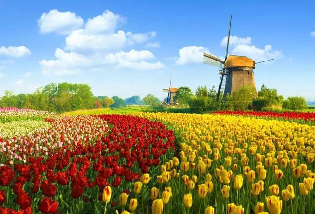 荷兰风情——郁金香与风车