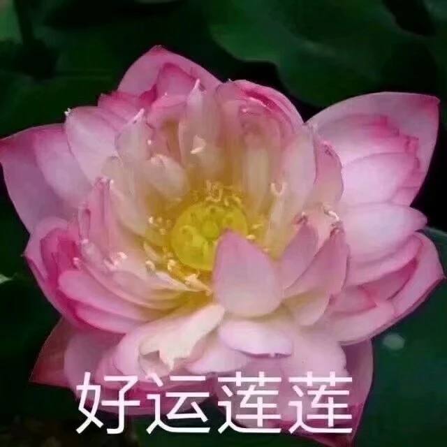 头像让这组莲花头带着你驰骋中老年人俱乐部