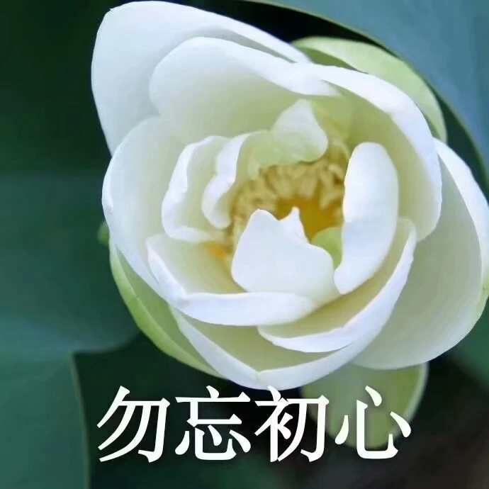 莲花表情包清心寡欲