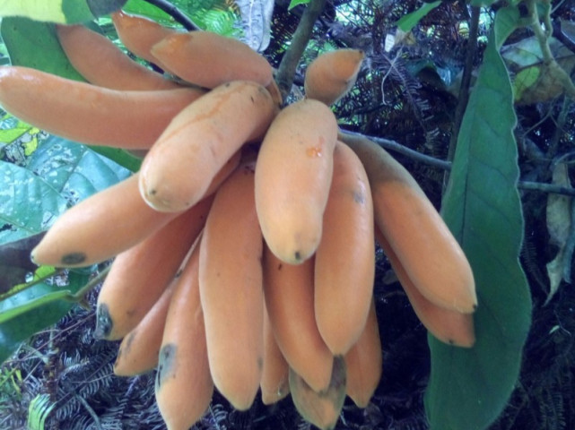 俗称"山藤蕉",生长在深山老林中,外形酷似香蕉,一斤10元难买