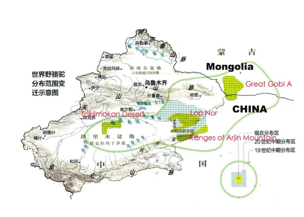 保护野骆驼,从卫星定位开始|观天测地_腾讯新闻