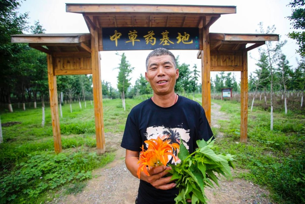 林下种植中草药 绿色发展有"良方"