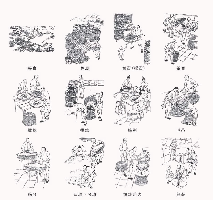 制茶流程图 而现在,制茶师傅会更关注于茶叶本身在制茶过程中的转变