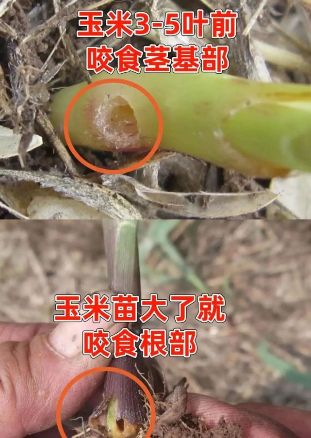 二点委夜蛾和地老虎,也是现阶段需要重点关注的虫子,会危害玉米,大豆