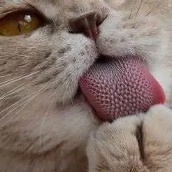 猫咪舌头上的"倒刺"其实是吸管?