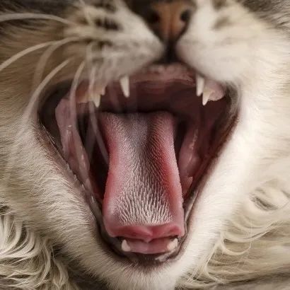 猫咪舌头上的"倒刺"其实是吸管?