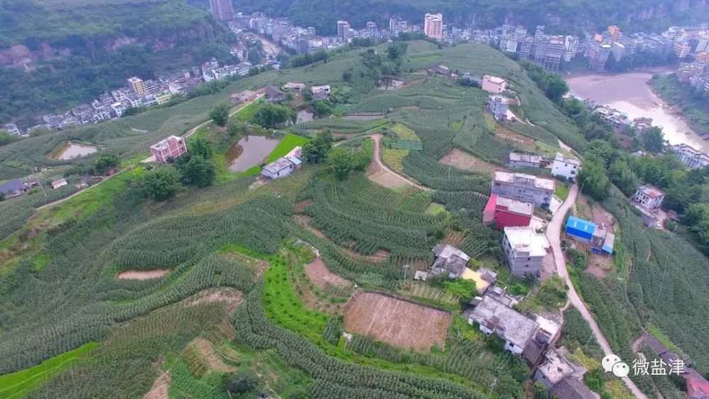 普洱镇椅子村盛夏时节果飘香李子丰收采摘忙