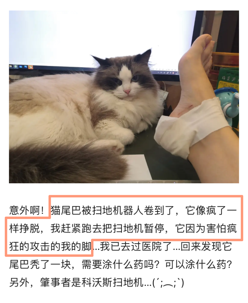 扫地机器人夹猫事件!长毛猫家庭注意了!