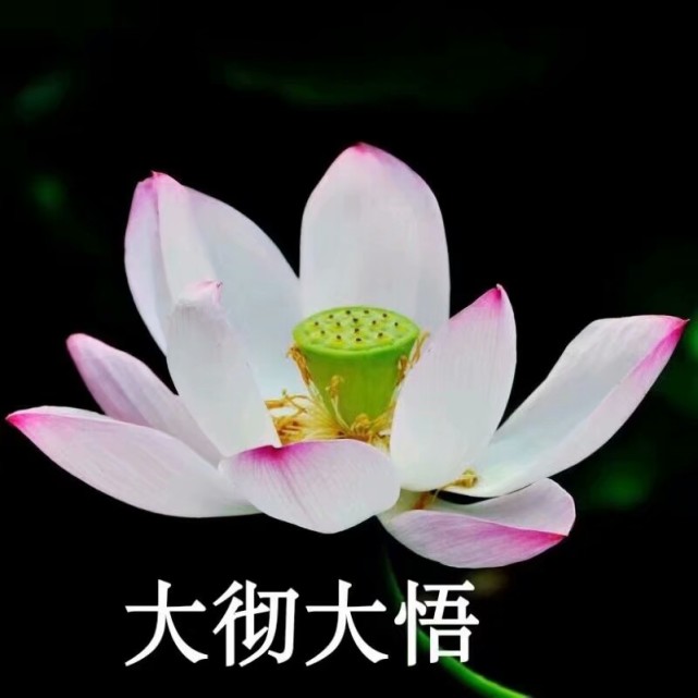 头像让这组莲花头带着你驰骋中老年人俱乐部