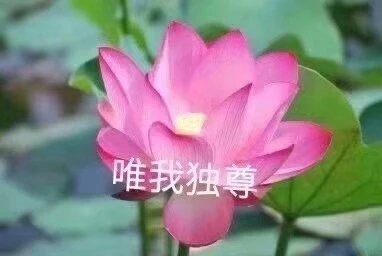 莲花表情包|"清心寡欲"