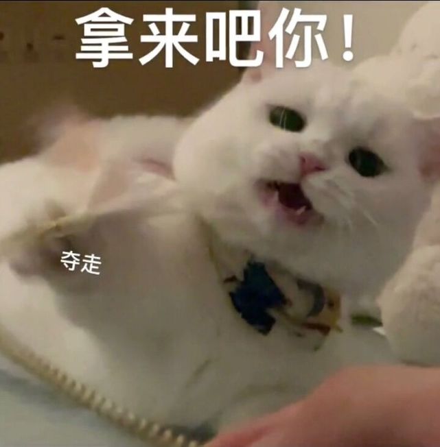 表情包系列拿来吧你