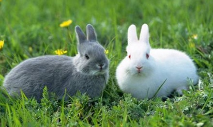 趣知识家兔和野兔为啥不能杂交