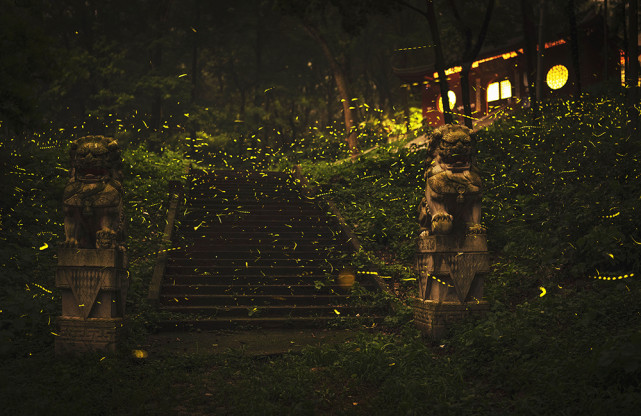 7月6日,南京兜率寺,萤火虫纷飞.