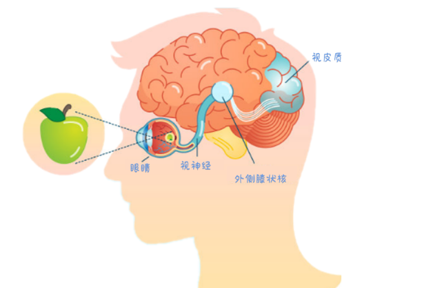 视网膜和视神经与大脑相连接.