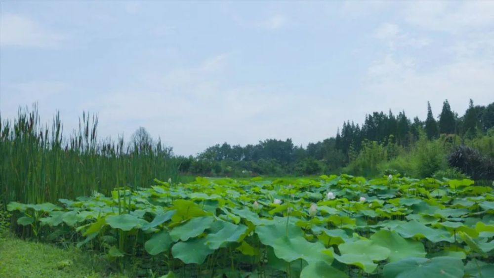 温江区每周一推|依田桃源—跟随本心,去过向往的生活