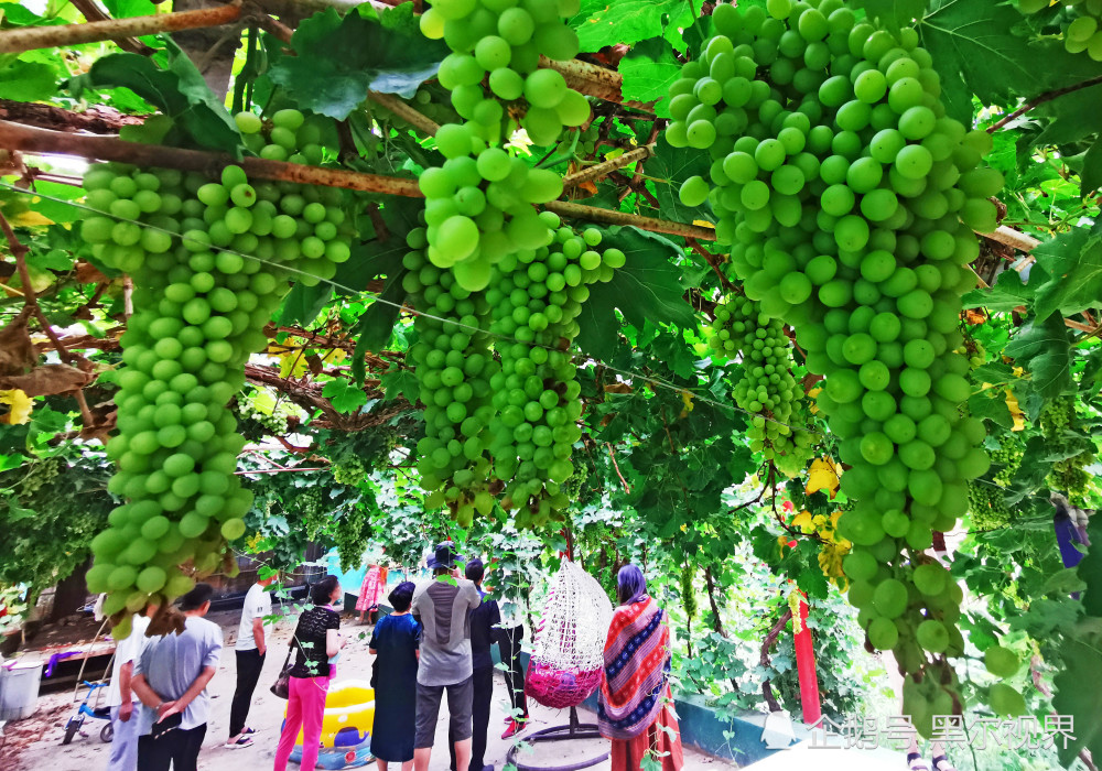 吐鲁番葡萄成熟在即