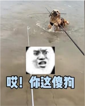 浙江男子雨天出门,狗子看到后上去一个滑铲,哭出猪叫
